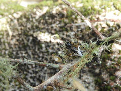 Verrucosa meridionalis
