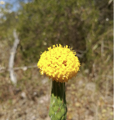 Podotheca gnaphalioides