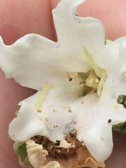 Glyphodes onychinalis