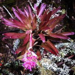 Tillandsia biflora