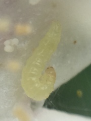 Glyphodes onychinalis