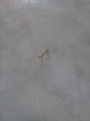 Stagmatoptera femoralis