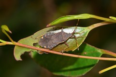 Gelonus tasmanicus