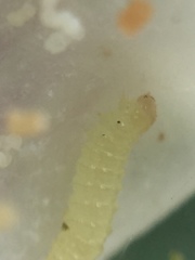 Glyphodes onychinalis