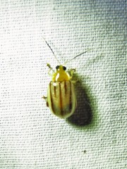 Walterianella sublineata