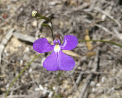 Lobelia heterophylla