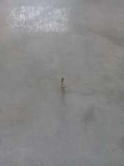 Stagmatoptera femoralis