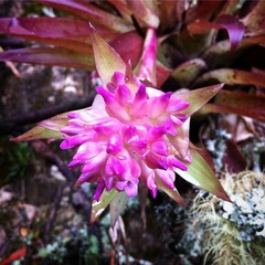 Tillandsia biflora