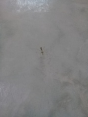 Stagmatoptera femoralis