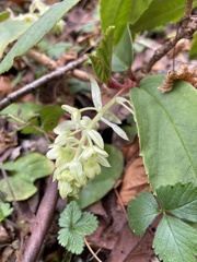 Ribes laurifolium