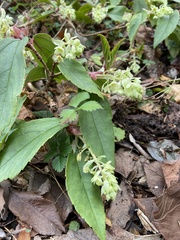 Ribes laurifolium
