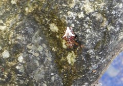 Verrucosa meridionalis