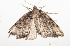 Pseudocoremia modica