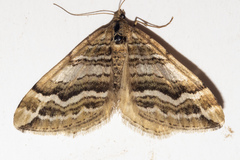Asaphodes cataphracta