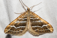 Asaphodes cataphracta