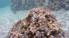 Montipora capitata