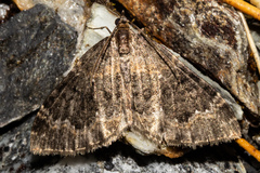 Hydriomena hemizona
