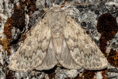 Ichneutica cana