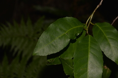 Croton verreauxii