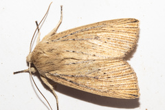 Ichneutica cornuta