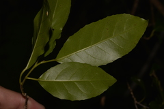 Croton verreauxii