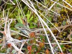 Stenocercus trachycephalus