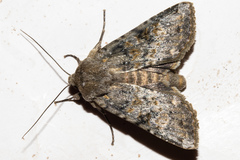 Ichneutica cuneata