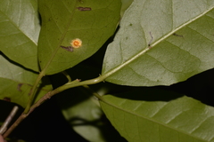 Croton verreauxii
