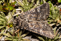 Ichneutica lithias