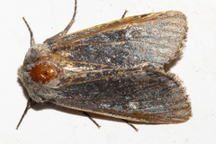 Ichneutica nobilia