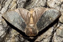 Ichneutica nobilia