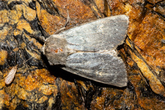 Ichneutica nobilia