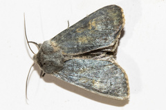 Ichneutica nobilia