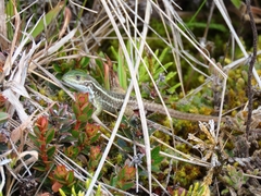 Stenocercus trachycephalus