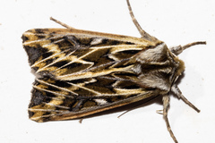Ichneutica oliveri