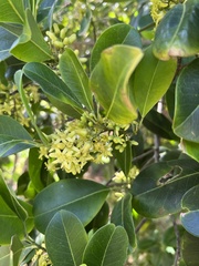 Acronychia imperforata