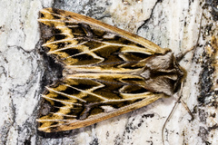 Ichneutica oliveri