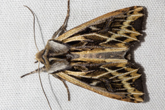 Ichneutica oliveri