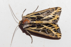 Ichneutica oliveri
