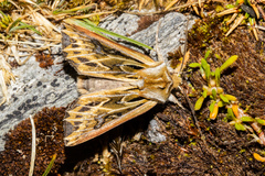 Ichneutica oliveri
