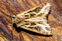 Ichneutica oliveri