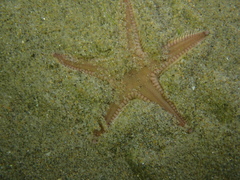Astropecten irregularis