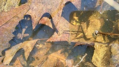 Eubranchipus neglectus