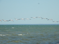 Phoenicopterus chilensis