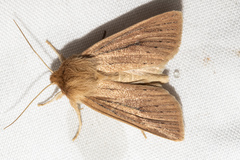 Ichneutica unica
