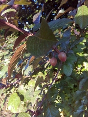 Prunus cerasifera