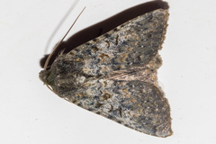 Ichneutica virescens