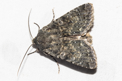 Ichneutica virescens