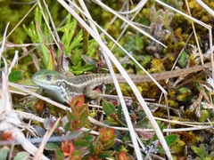 Stenocercus trachycephalus