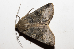 Ichneutica virescens